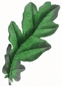 Oak leaf